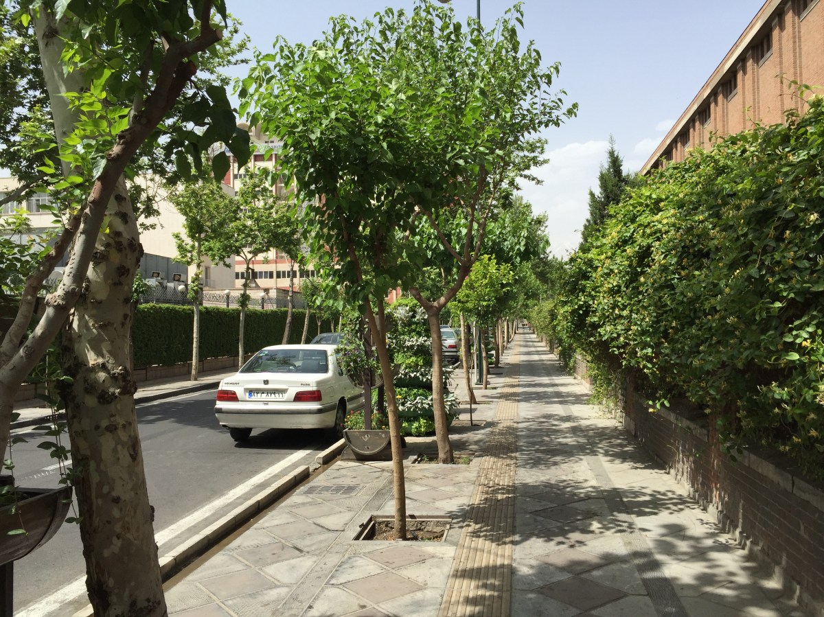 Tree-lined street
